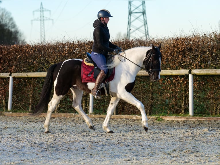 Andalou Hongre 4 Ans 153 cm Pinto in Neustadt (Wied)