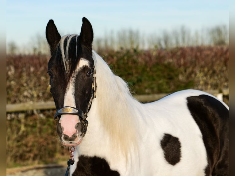 Andalou Hongre 4 Ans 153 cm Pinto in Neustadt (Wied)