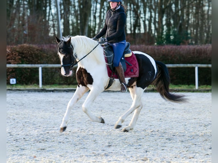 Andalou Hongre 4 Ans 153 cm Pinto in Neustadt (Wied)