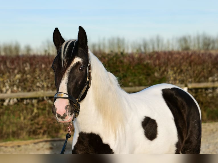 Andalou Hongre 4 Ans 153 cm Pinto in Neustadt (Wied)