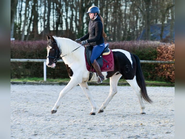 Andalou Hongre 4 Ans 153 cm Pinto in Neustadt (Wied)