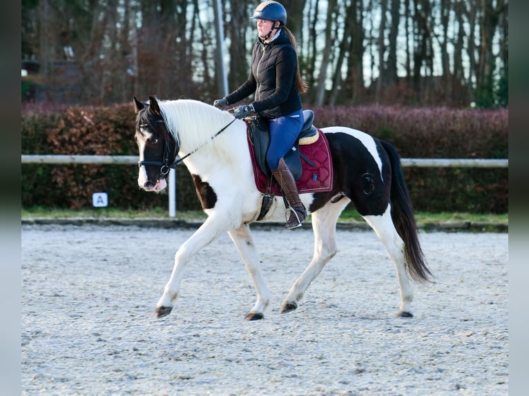 Andalou Hongre 4 Ans 153 cm Pinto in Neustadt (Wied)