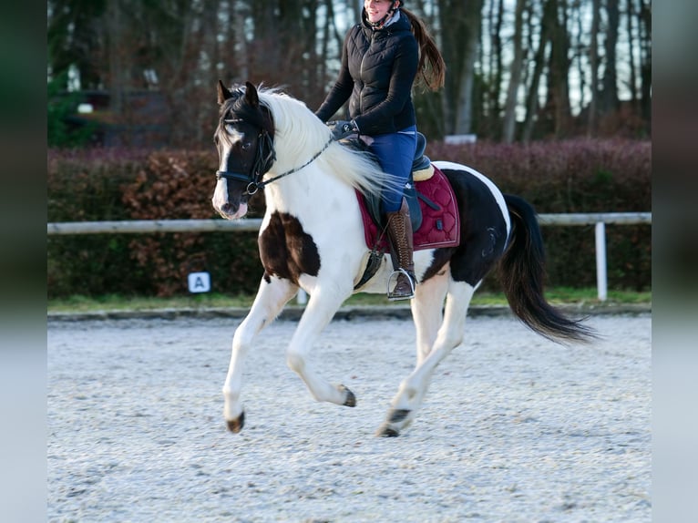 Andalou Hongre 4 Ans 153 cm Pinto in Neustadt (Wied)