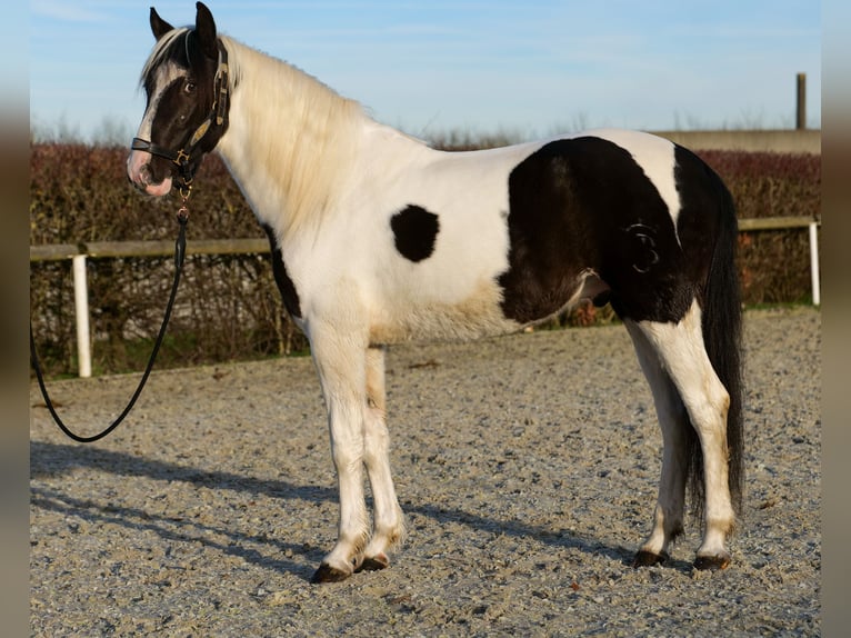 Andalou Hongre 4 Ans 153 cm Pinto in Neustadt (Wied)