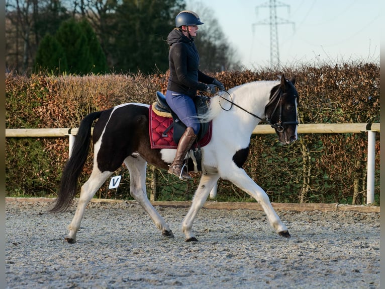 Andalou Hongre 4 Ans 153 cm Pinto in Neustadt (Wied)