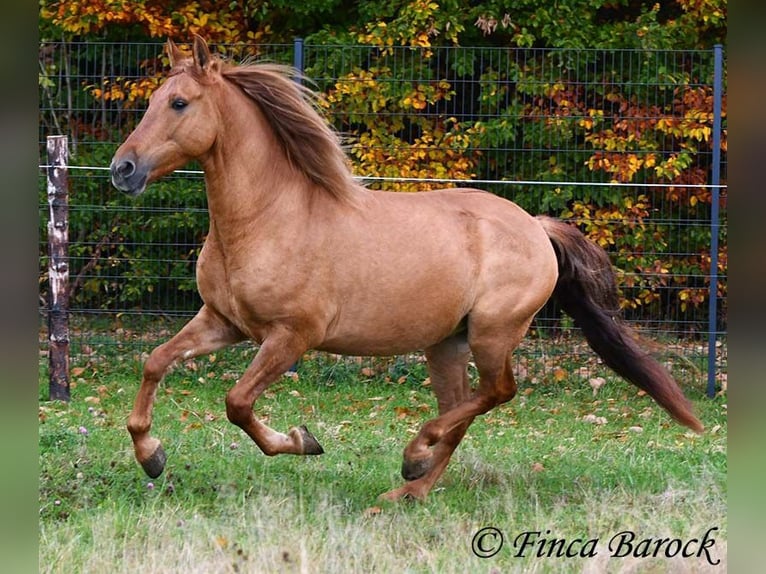 Andalou Hongre 4 Ans 154 cm Alezan in Wiebelsheim