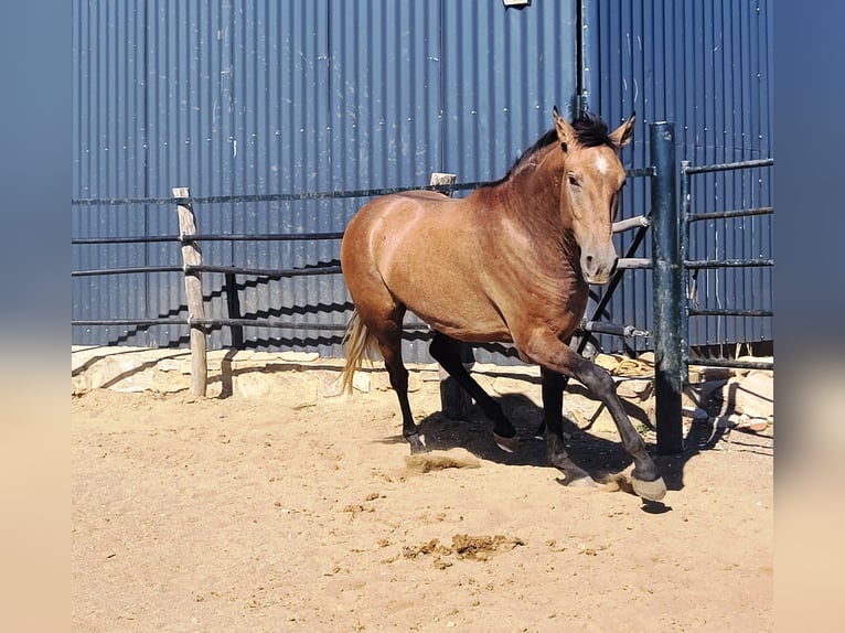 Andalou Hongre 4 Ans 154 cm Gris (bai-dun) in Vejer de la Frontera