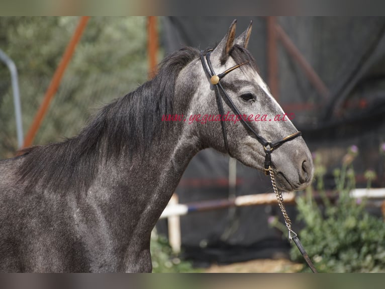 Andalou Hongre 4 Ans 154 cm Gris in Pruna