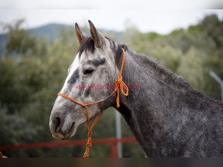 Andalou Hongre 4 Ans 154 cm Gris in Pruna