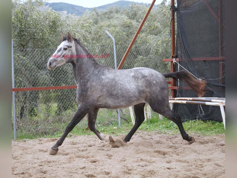 Andalou Hongre 4 Ans 154 cm Gris in Pruna