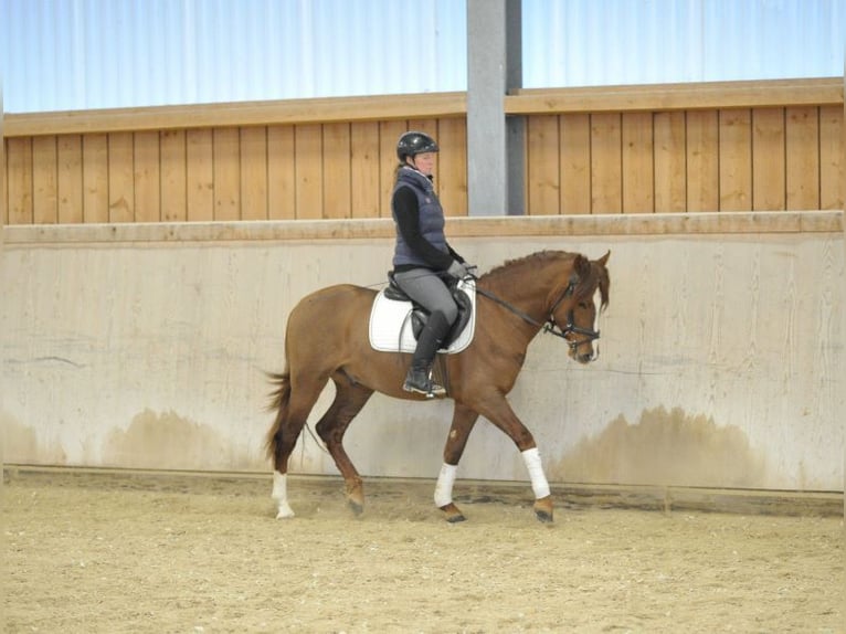 Andalou Hongre 4 Ans 155 cm Alezan in Wellheim