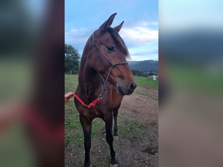 Andalou Hongre 4 Ans 155 cm Bai brun in Solorzano