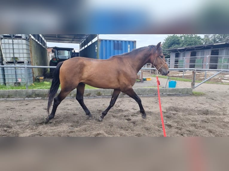 Andalou Hongre 4 Ans 155 cm Bai brun in Solorzano