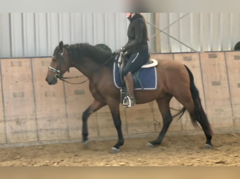 Andalou Hongre 4 Ans 155 cm Bai in Neustadt (Wied)