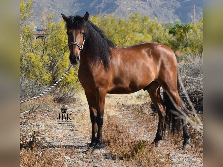 Andalou Hongre 4 Ans 155 cm Bai in Tabernas Almeria