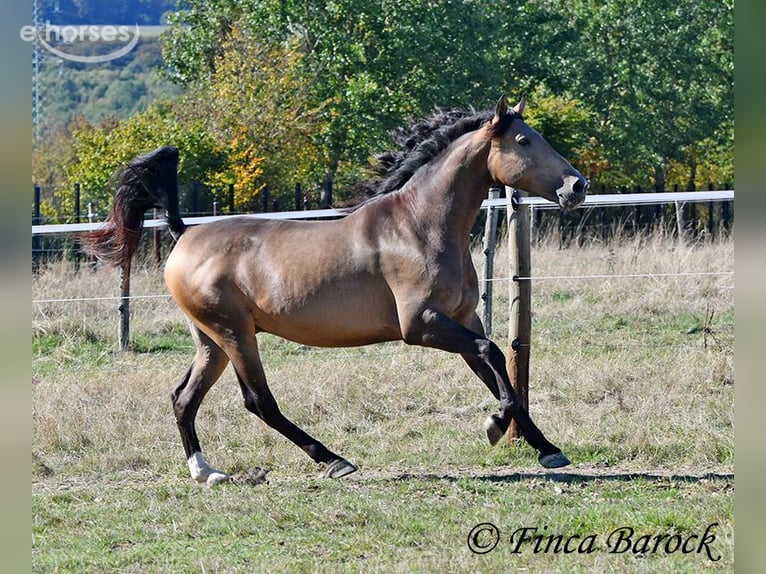 Andalou Hongre 4 Ans 155 cm Buckskin in Wiebelsheim