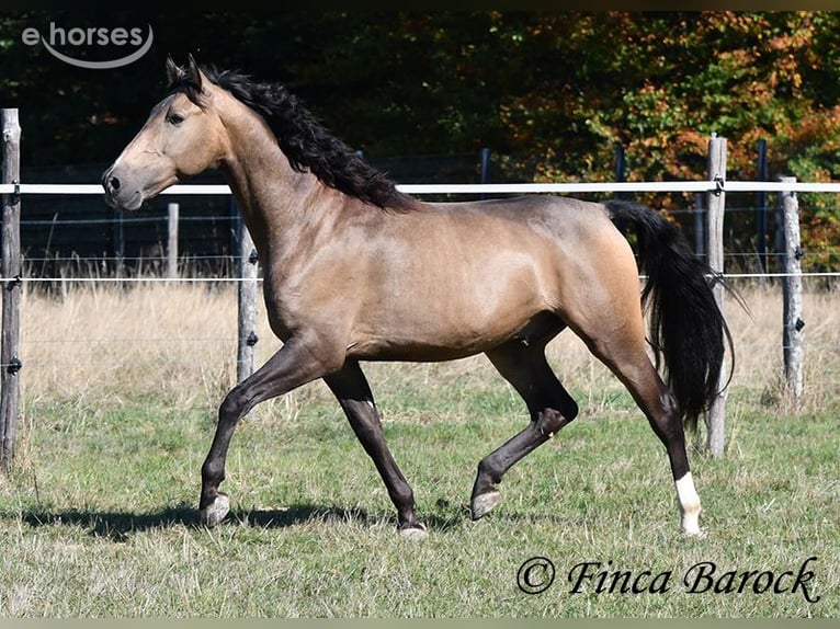 Andalou Hongre 4 Ans 155 cm Buckskin in Wiebelsheim