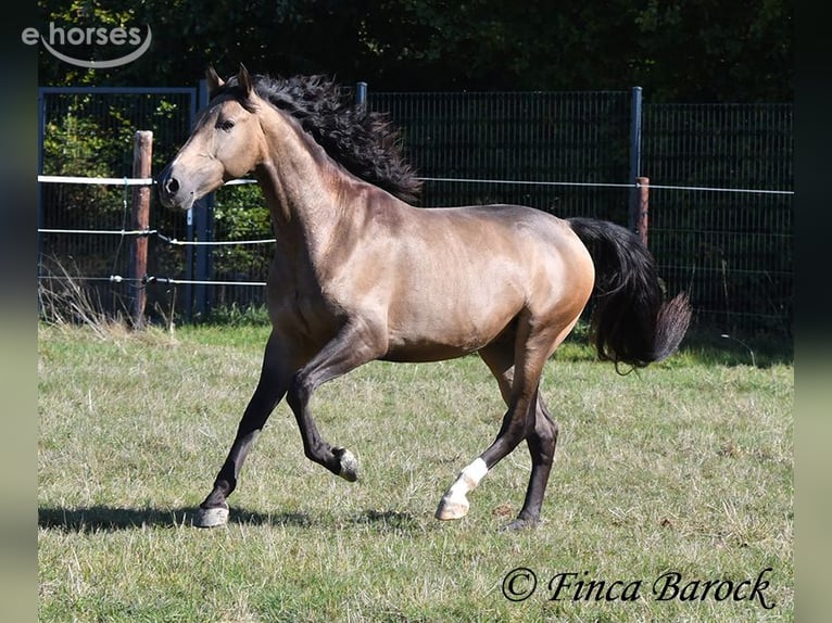 Andalou Hongre 4 Ans 155 cm Buckskin in Wiebelsheim