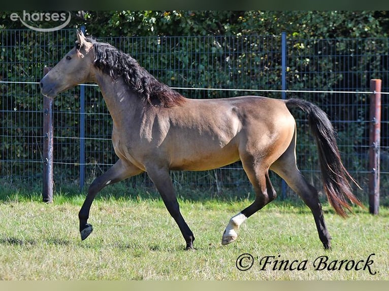 Andalou Hongre 4 Ans 155 cm Buckskin in Wiebelsheim