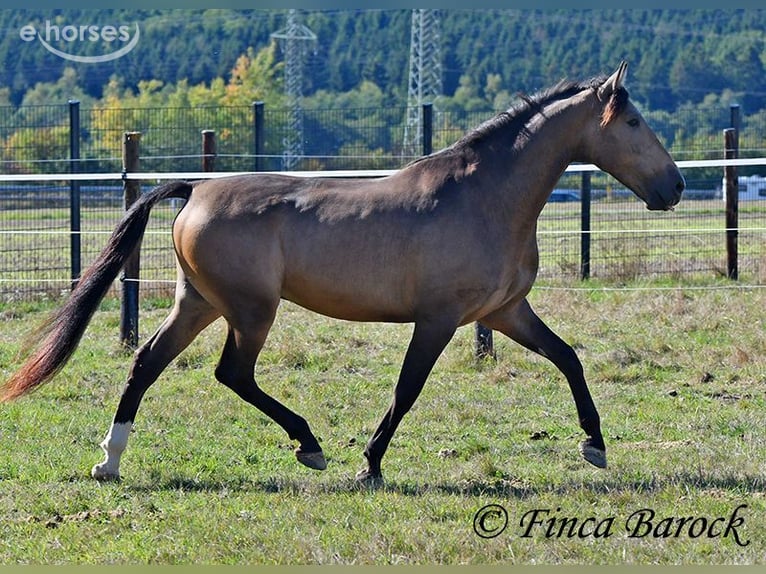 Andalou Hongre 4 Ans 155 cm Buckskin in Wiebelsheim
