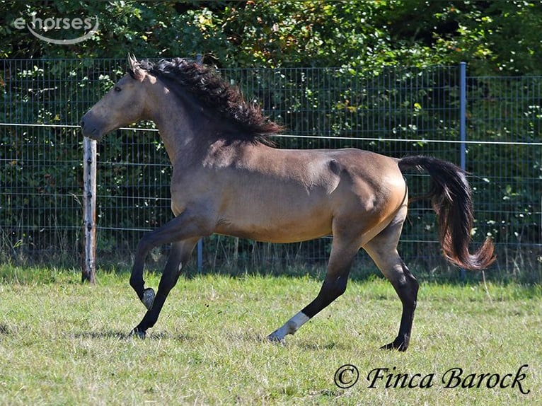 Andalou Hongre 4 Ans 155 cm Buckskin in Wiebelsheim