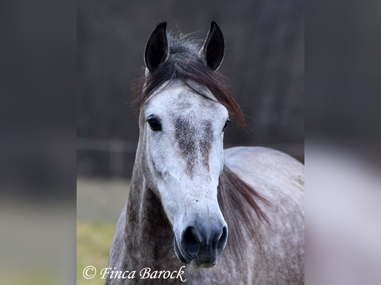 Andalou Hongre 4 Ans 155 cm Gris in Wiebelsheim