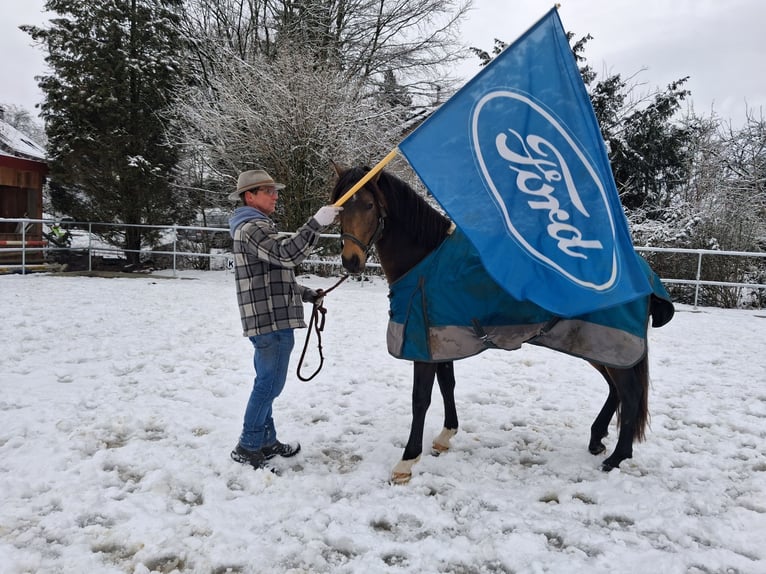 Andalou Hongre 4 Ans 155 cm Isabelle in Wülfrath