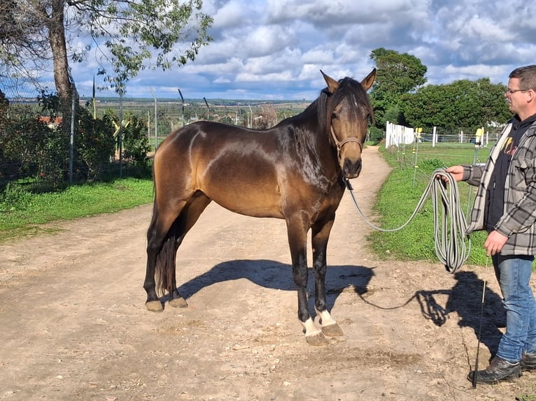 Andalou Hongre 4 Ans 155 cm Isabelle in Wülfrath