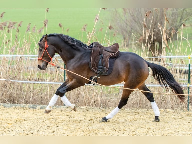 Andalou Hongre 4 Ans 155 cm Isabelle in Wülfrath
