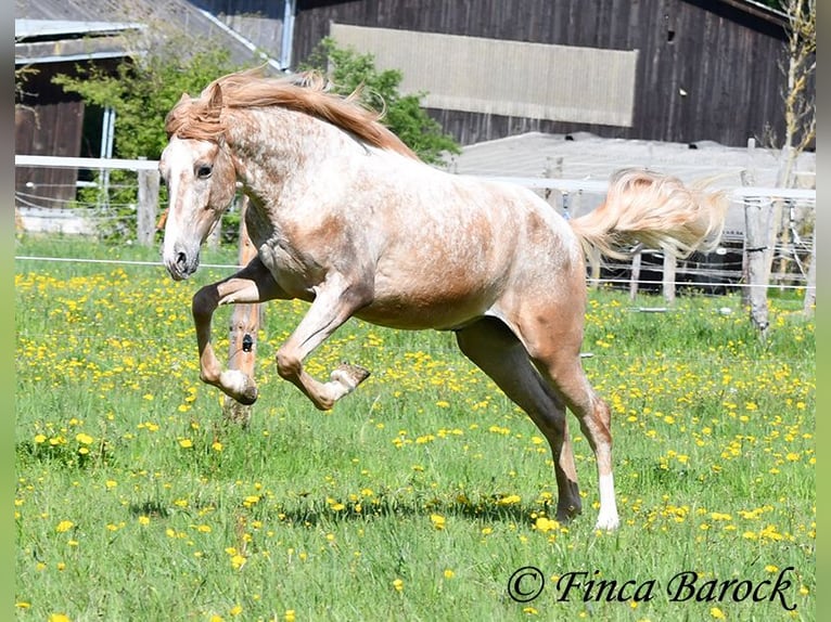 Andalou Hongre 4 Ans 155 cm Léopard in Wiebelsheim
