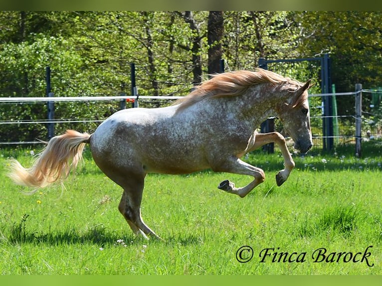 Andalou Hongre 4 Ans 155 cm Léopard in Wiebelsheim