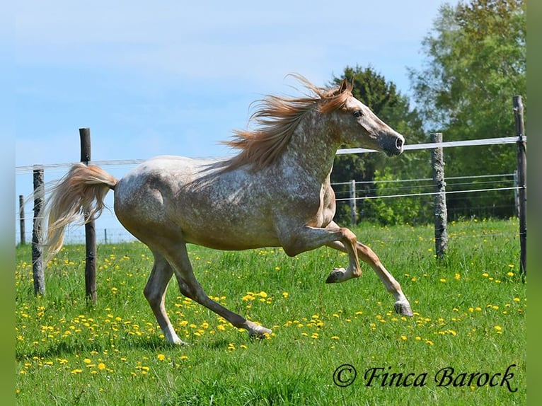 Andalou Hongre 4 Ans 155 cm Léopard in Wiebelsheim