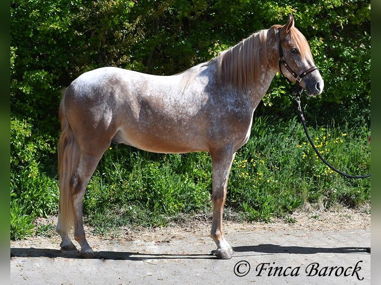 Andalou Hongre 4 Ans 155 cm Léopard in Wiebelsheim
