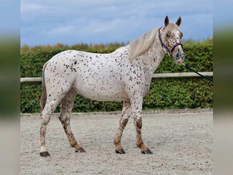 Andalou Hongre 4 Ans 155 cm Léopard in Neustadt (Wied)