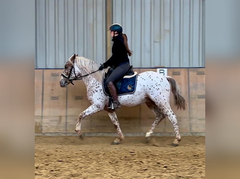 Andalou Hongre 4 Ans 155 cm Léopard in Neustadt (Wied)