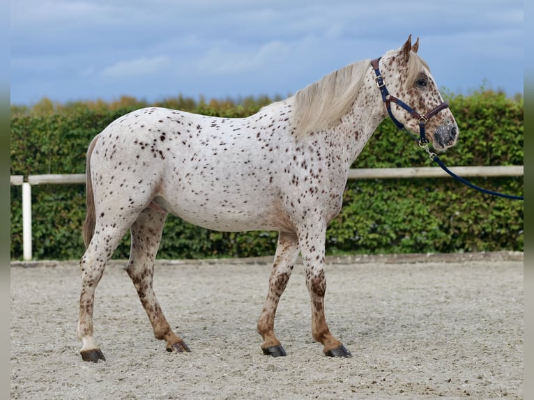 Andalou Hongre 4 Ans 155 cm Léopard in Neustadt (Wied)