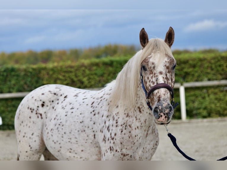 Andalou Hongre 4 Ans 155 cm Léopard in Neustadt (Wied)