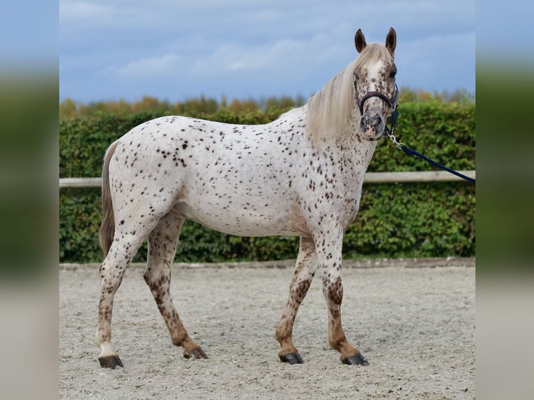 Andalou Hongre 4 Ans 155 cm Léopard in Neustadt (Wied)