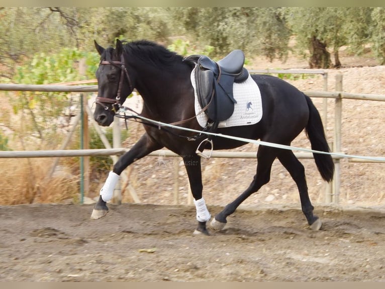 Andalou Hongre 4 Ans 155 cm Noir in Provinz Malaga