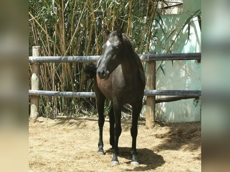 Andalou Hongre 4 Ans 155 cm Noir in Adra Almeria