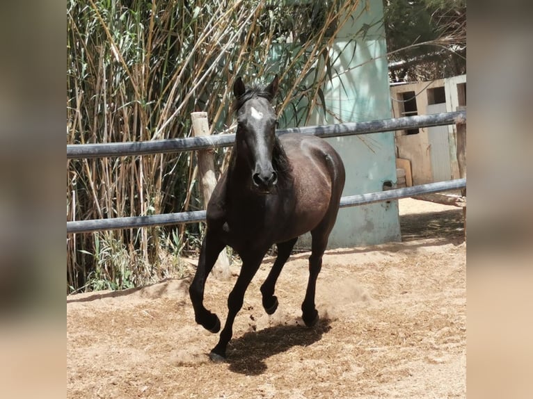 Andalou Hongre 4 Ans 155 cm Noir in Adra Almeria