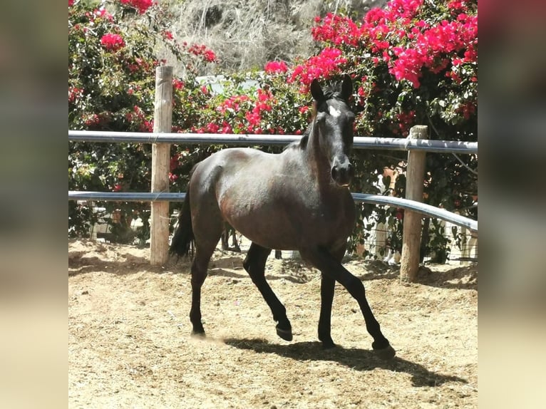 Andalou Hongre 4 Ans 155 cm Noir in Adra Almeria