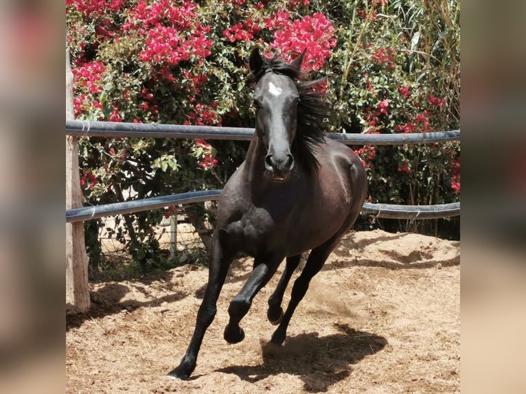 Andalou Hongre 4 Ans 155 cm Noir in Adra Almeria