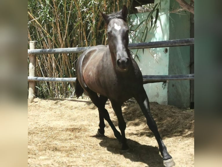 Andalou Hongre 4 Ans 155 cm Noir in Adra Almeria