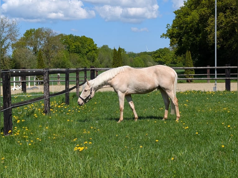 Andalou Croisé Hongre 4 Ans 155 cm Palomino in Oelde