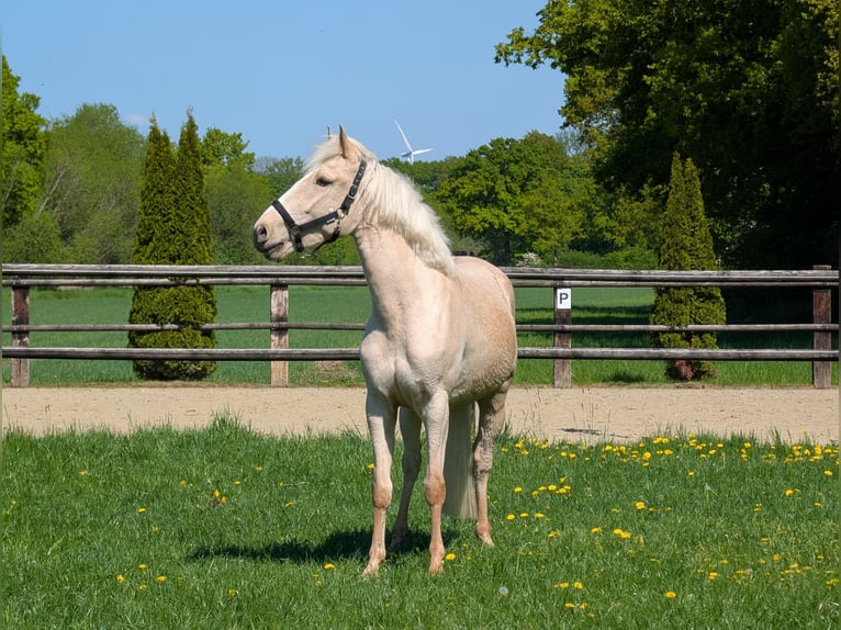 Andalou Croisé Hongre 4 Ans 155 cm Palomino in Oelde