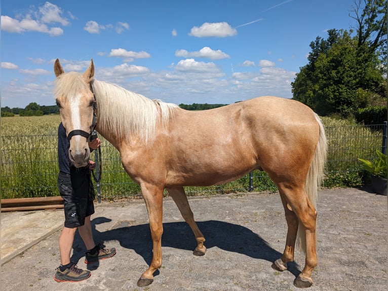 Andalou Croisé Hongre 4 Ans 155 cm Palomino in Oelde