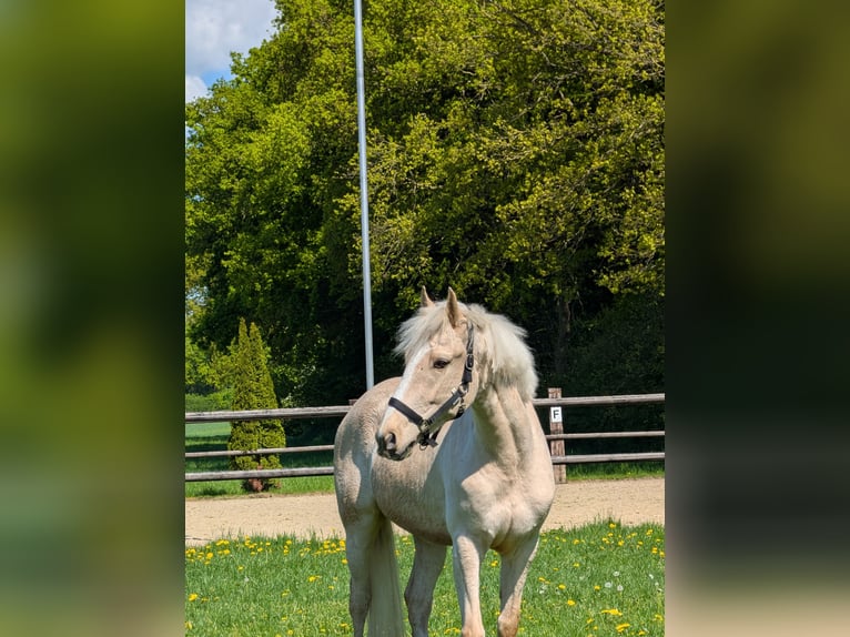 Andalou Croisé Hongre 4 Ans 155 cm Palomino in Oelde