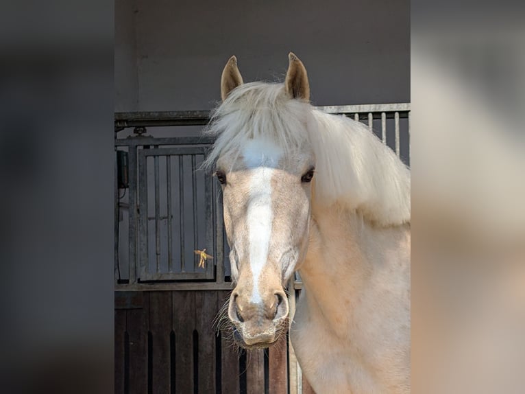 Andalou Croisé Hongre 4 Ans 155 cm Palomino in Oelde