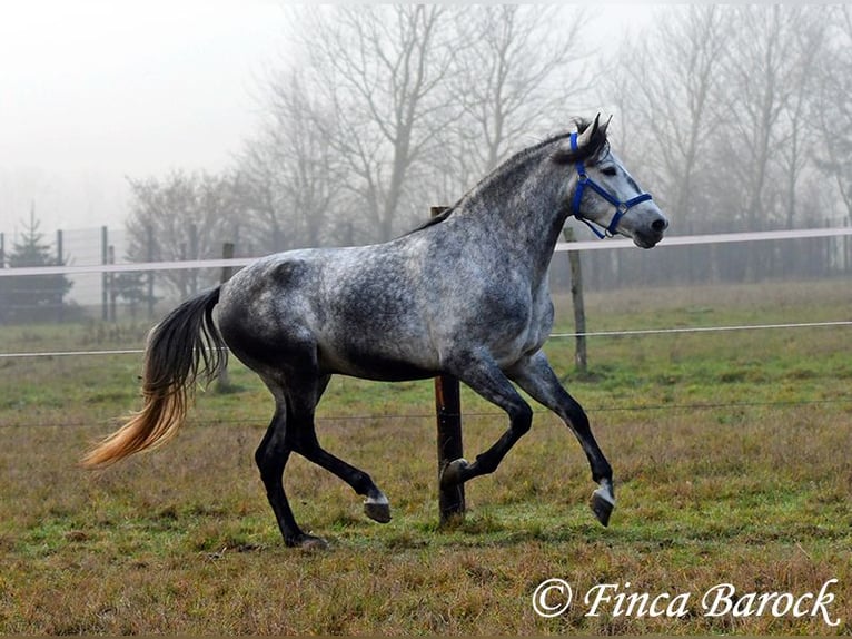 Andalou Hongre 4 Ans 156 cm Gris in Wiebelsheim